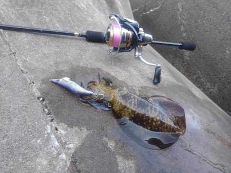 エギング秋シーズン開幕